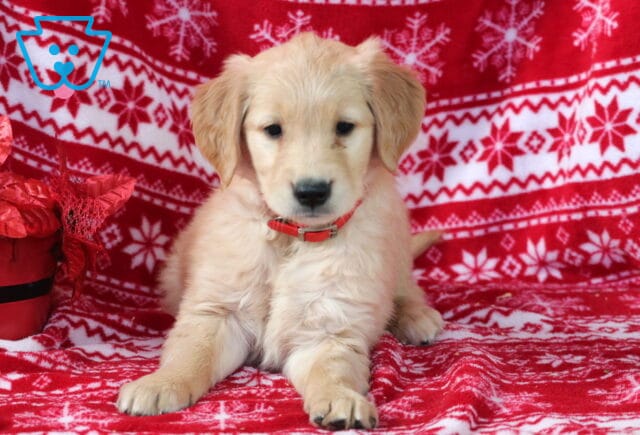 Mittens Golden2 image