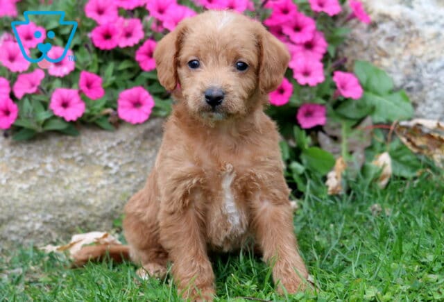 Monro Double Doodle image