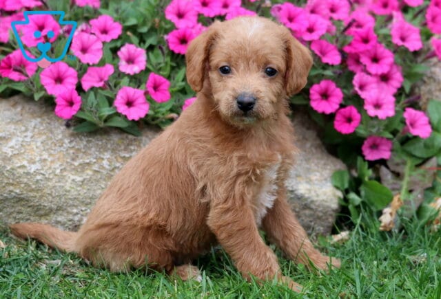 Monro Double Doodle2 image