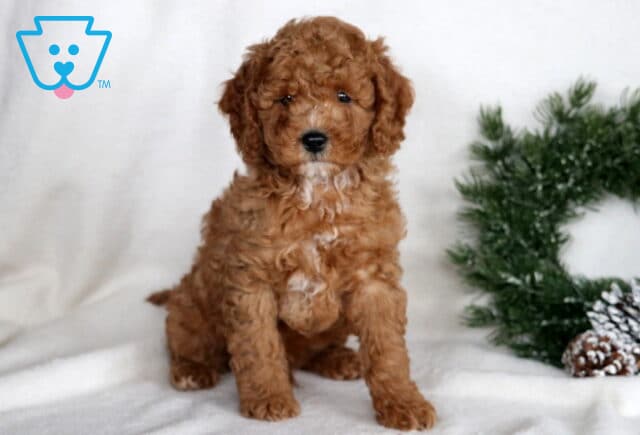 Mugsy Cockapoo image