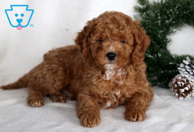 Mugsy Cockapoo2 image