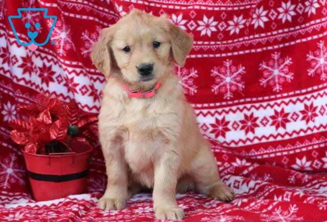 Fluffy Golden Retriever puppy with a light golden coat sitting on a red-and-white Christmas blanket, wearing a bright pink collar, next to a red holiday bucket with festive decorations. image