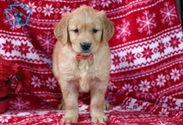 Golden Retriever puppy with a soft golden coat standing on a red and white snowflake blanket, wearing a pink collar, looking gently at the camera. image