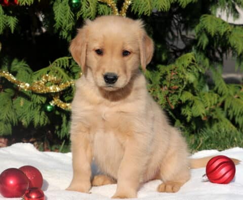 Golden Retriever puppy sitting in front of a decorated evergreen tree, surrounded by shiny red ornaments on a white blanket.