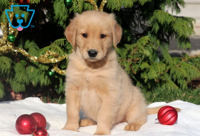 Golden Retriever puppy sitting in front of a decorated evergreen tree, surrounded by shiny red ornaments on a white blanket. image