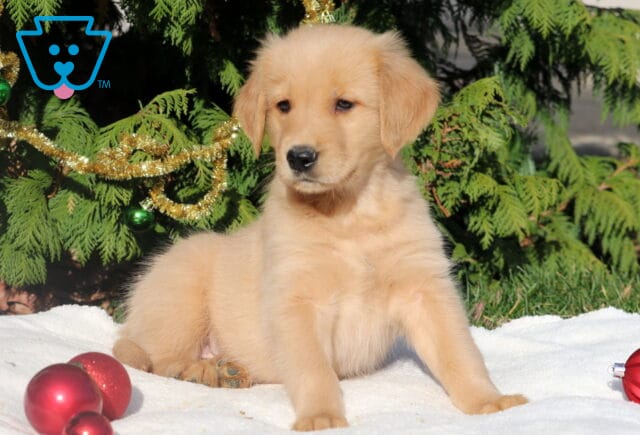 Adorable Golden Retriever puppy sitting proudly on a white blanket with gold tinsel and ornaments decorating the pine branches behind. image
