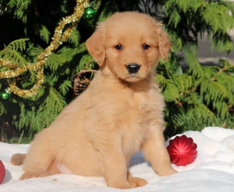 Golden Retriever puppy sitting on a white blanket with red ornaments in front of decorated evergreen trees, golden fur glowing in the sunlight with a festive holiday backdrop.