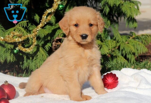 Golden Retriever puppy sitting on a white blanket with red ornaments in front of decorated evergreen trees, golden fur glowing in the sunlight with a festive holiday backdrop. image