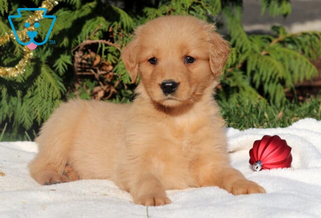 Golden Retriever puppy lounging on a white blanket with a red ornament beside it and evergreen branches in the background. image