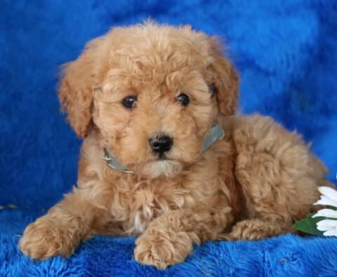 Nashville Toy Poodle