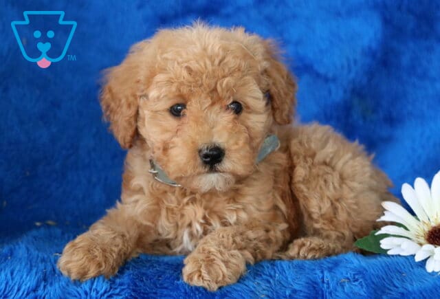 Nashville Toy Poodle image