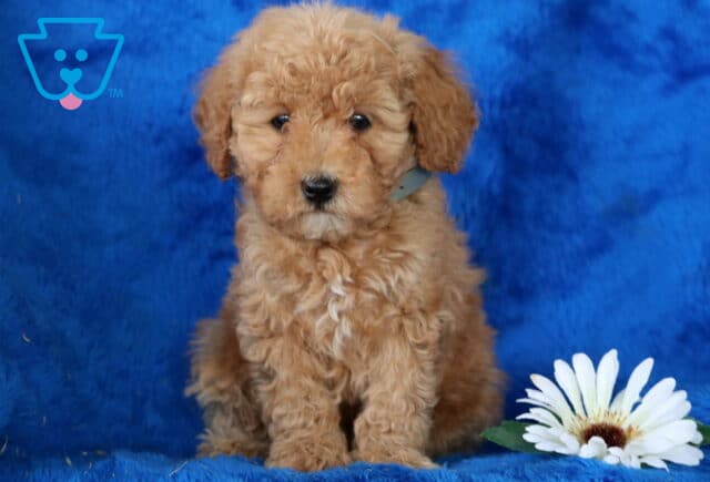 Nashville Toy Poodle2 image