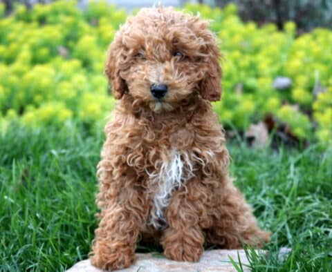 Natasha Mini Poodle