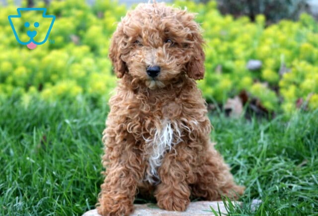 Natasha Mini Poodle image