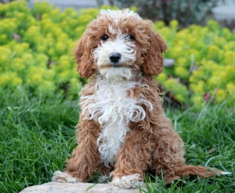 Navy Mini Poodle