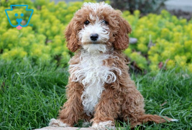 Navy Mini Poodle image