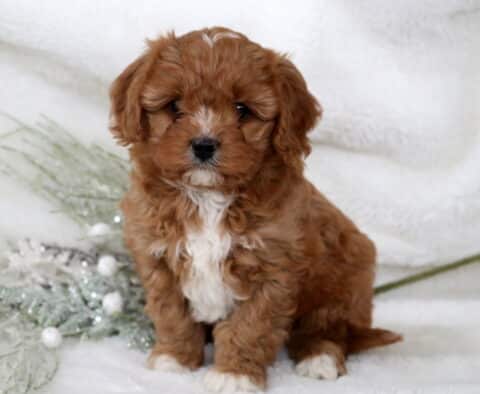 Necco Cavapoo