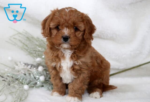 Necco Cavapoo image