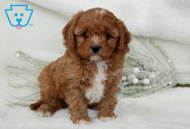 Necco Cavapoo2 image