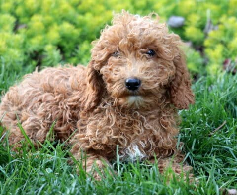 Necco Mini Poodle