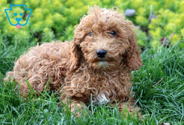 Necco Mini Poodle image