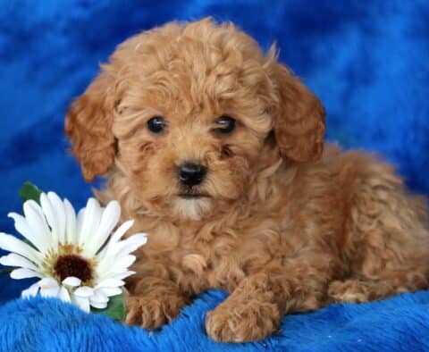 Nelly Toy Poodle
