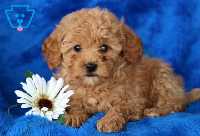 Nelly Toy Poodle image
