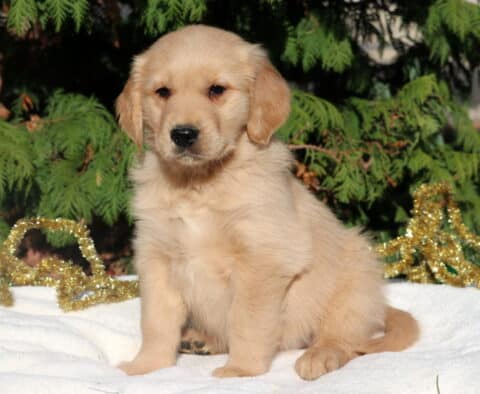 Golden Retriever puppy sitting on a white blanket outdoors, with soft golden fur and a sweet expression, surrounded by festive gold tinsel and ornaments with evergreen trees in the background.