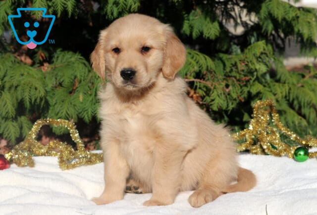 Golden Retriever puppy sitting on a white blanket outdoors, with soft golden fur and a sweet expression, surrounded by festive gold tinsel and ornaments with evergreen trees in the background. image