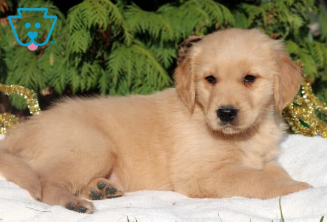 Light golden Golden Retriever puppy lying on a white blanket in front of evergreen trees, with gold garland and a green ornament nearby, relaxing in the warm sunshine. image