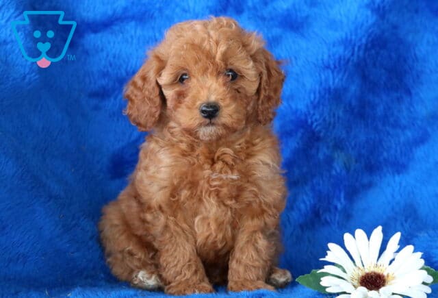 Neptune Toy Poodle image
