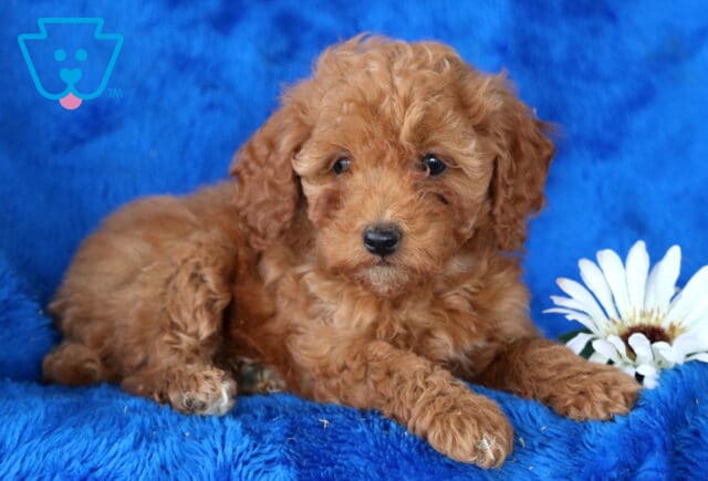 Neptune Toy Poodle2 image