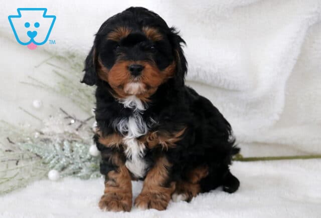 Nesley Cavapoo image