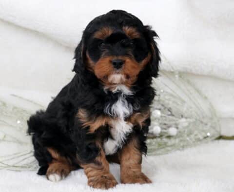 Nesley Cavapoo2