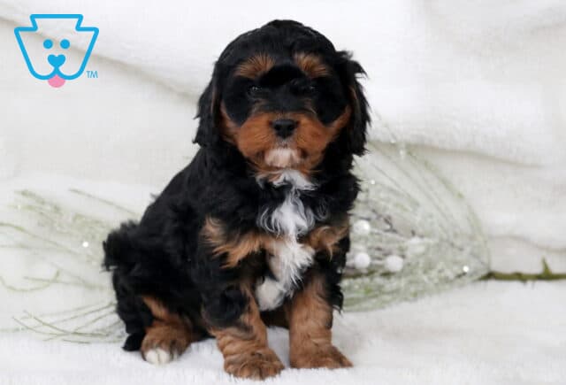 Nesley Cavapoo2 image
