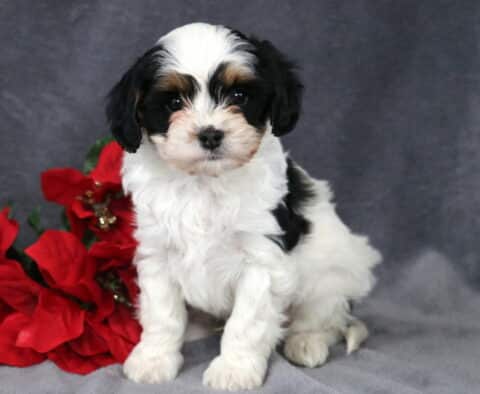 Nevon Cavapoo