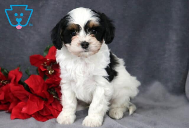Nevon Cavapoo image