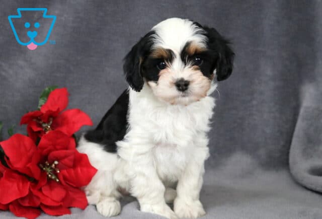 Nevon Cavapoo2 image