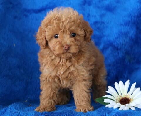 Newbie Toy Poodle