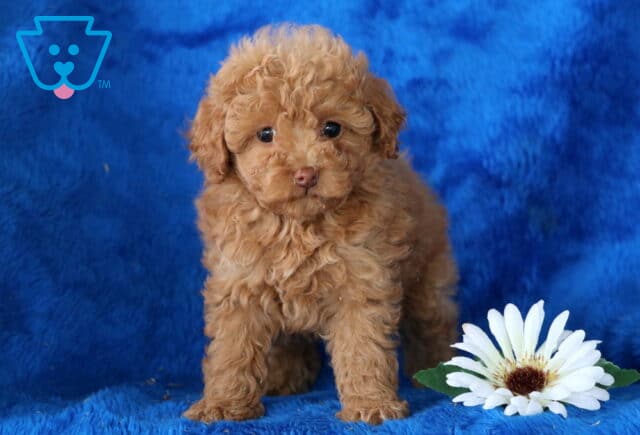 Newbie Toy Poodle image