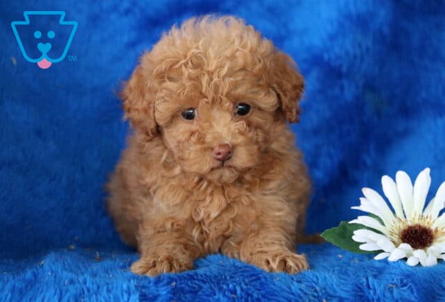 Newbie Toy Poodle2 image