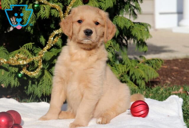 Cute Golden Retriever puppy sitting on a white blanket with red Christmas ornaments, framed by holiday garland and pine branches. image
