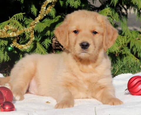 Golden Retriever puppy laying relaxed on a white blanket with shiny red ornaments nearby and holiday decorations in the background.