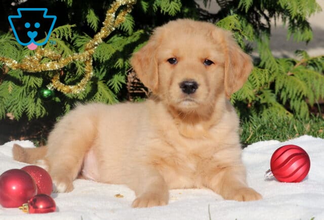 Golden Retriever puppy laying relaxed on a white blanket with shiny red ornaments nearby and holiday decorations in the background. image