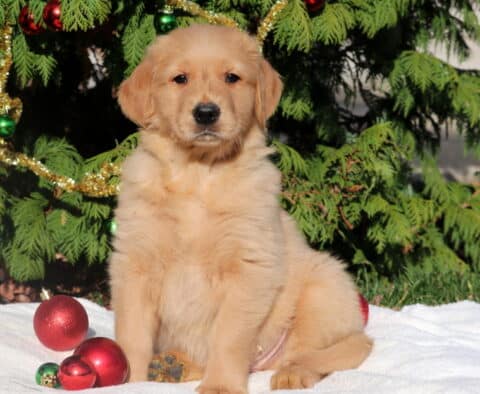 Sweet Golden Retriever puppy sitting on a white blanket surrounded by red and green Christmas ornaments, with decorated evergreen branches behind.