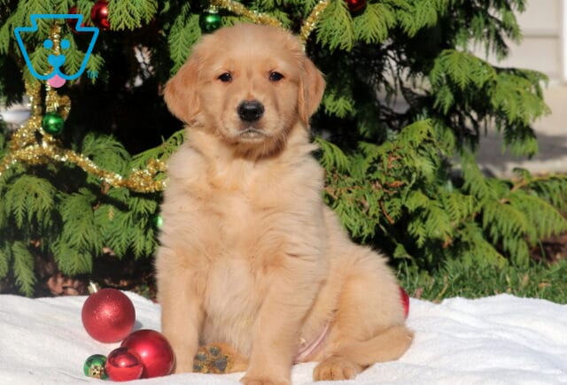 Sweet Golden Retriever puppy sitting on a white blanket surrounded by red and green Christmas ornaments, with decorated evergreen branches behind. image