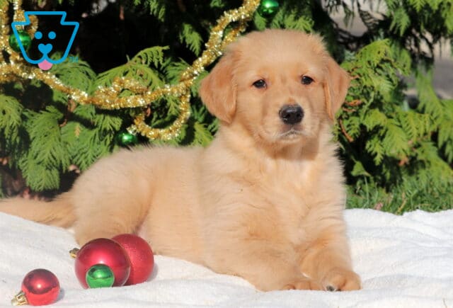 Golden Retriever puppy reclining comfortably on a white blanket with shiny red and green Christmas ornaments and gold garland behind them. image