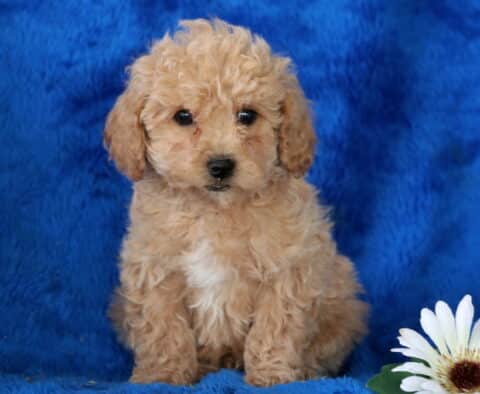 Nick Toy Poodle