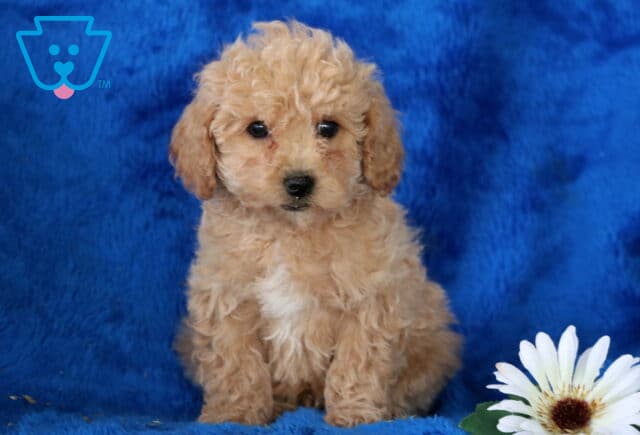 Nick Toy Poodle image