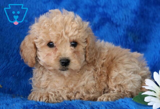 Nick Toy Poodle2 image
